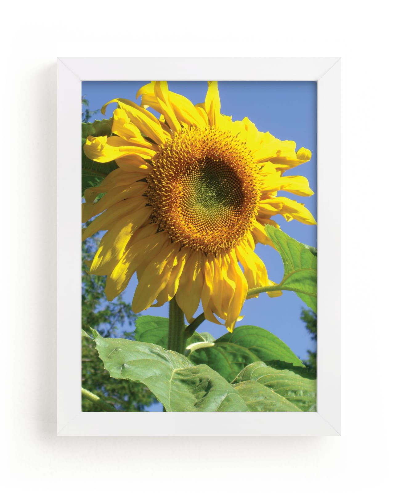 "Summer Sunflower" - Art Print by Jan Kessel in beautiful frame options and a variety of sizes.
