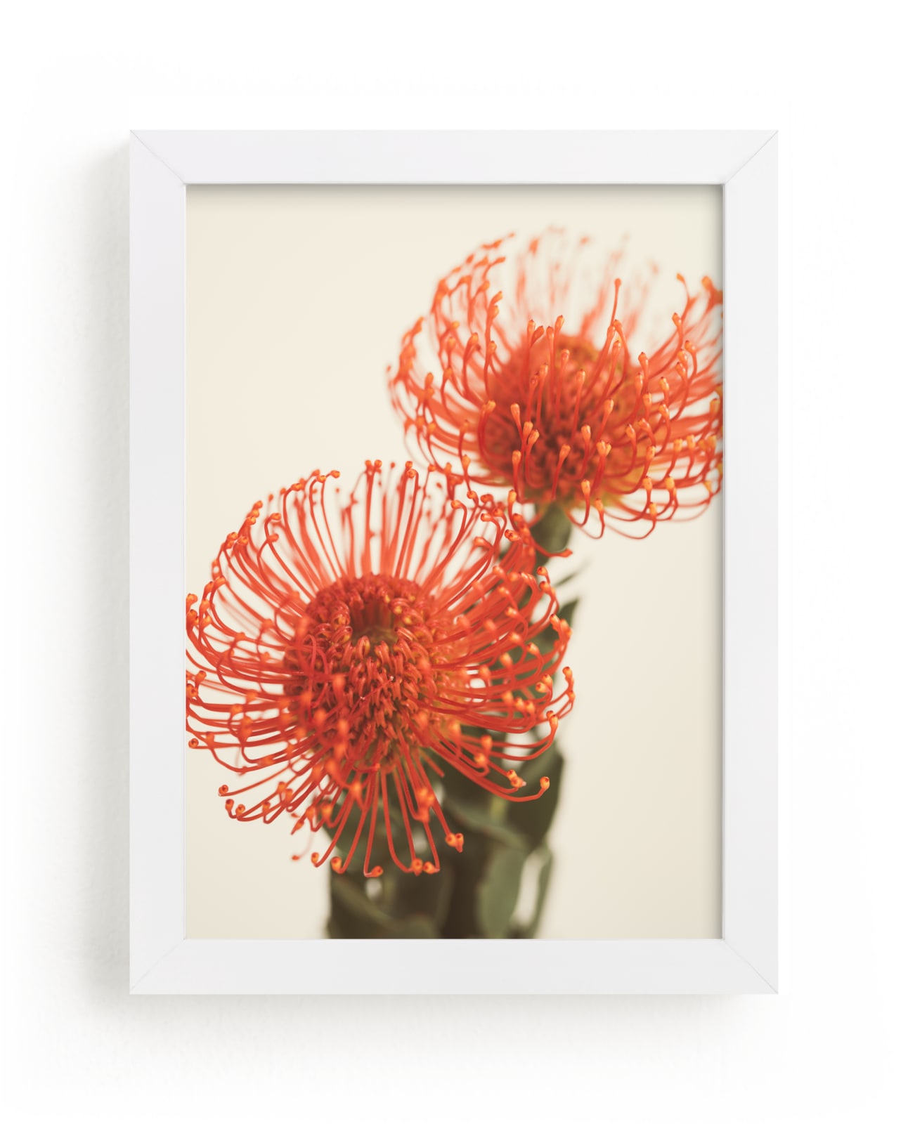 Protea 2