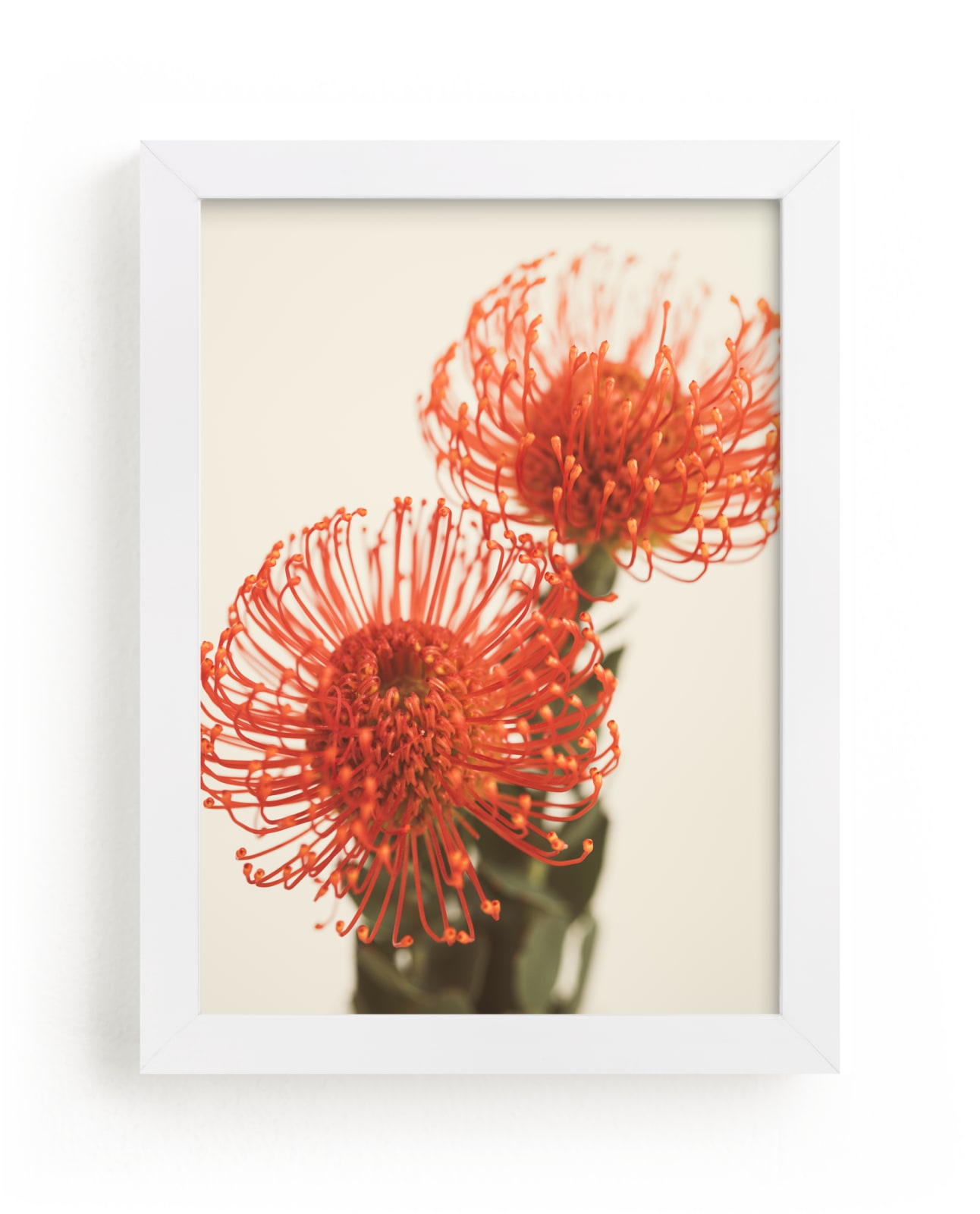 "Protea 2" by Kamala Nahas in beautiful frame options and a variety of sizes.