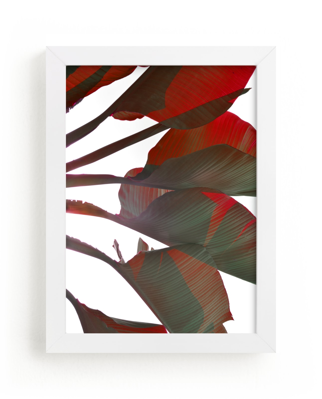 "Banana Red" by Jonathan Brooks in beautiful frame options and a variety of sizes.