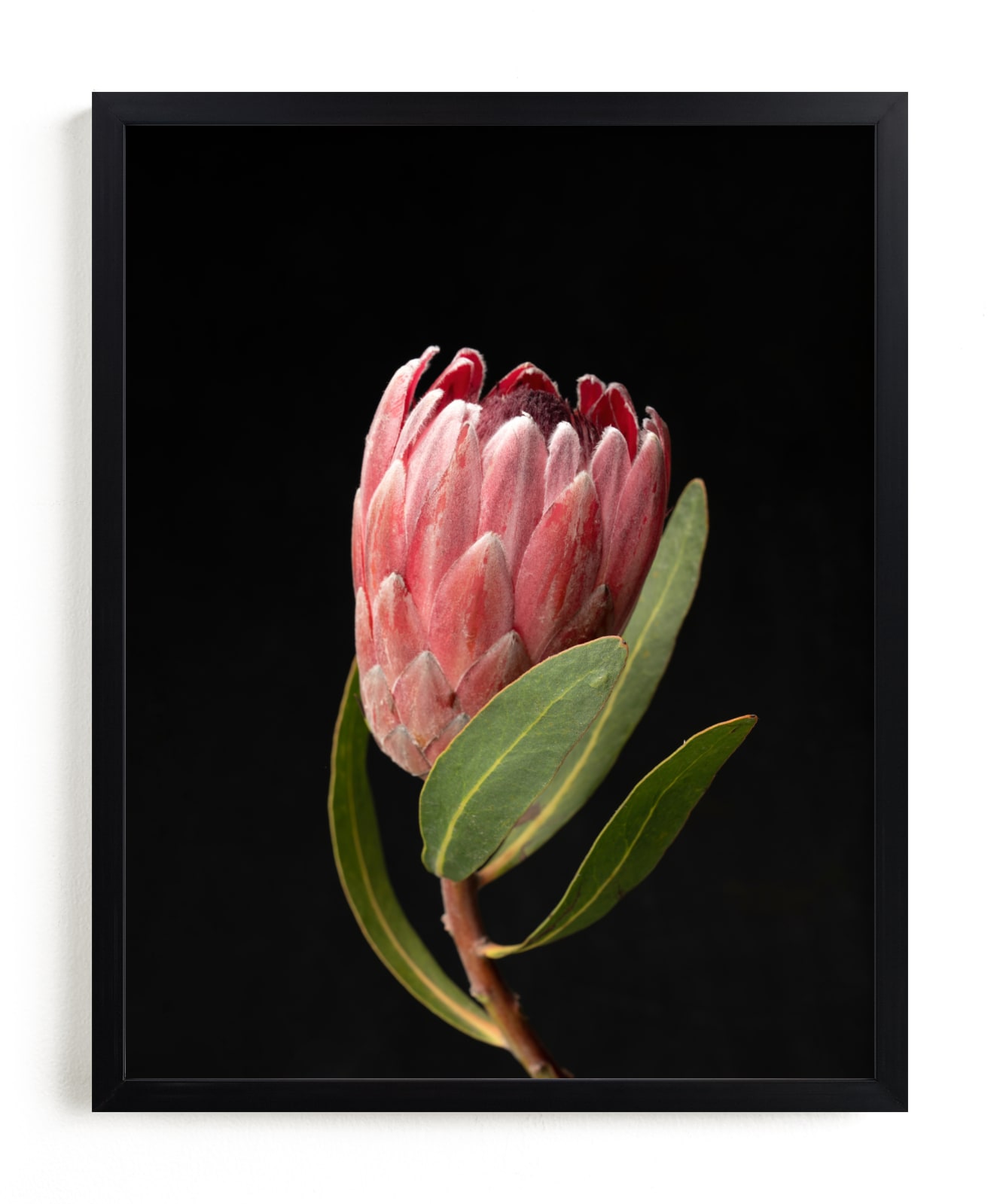 "Protea Dark Queen" by Ilze Lucero in beautiful frame options and a variety of sizes.