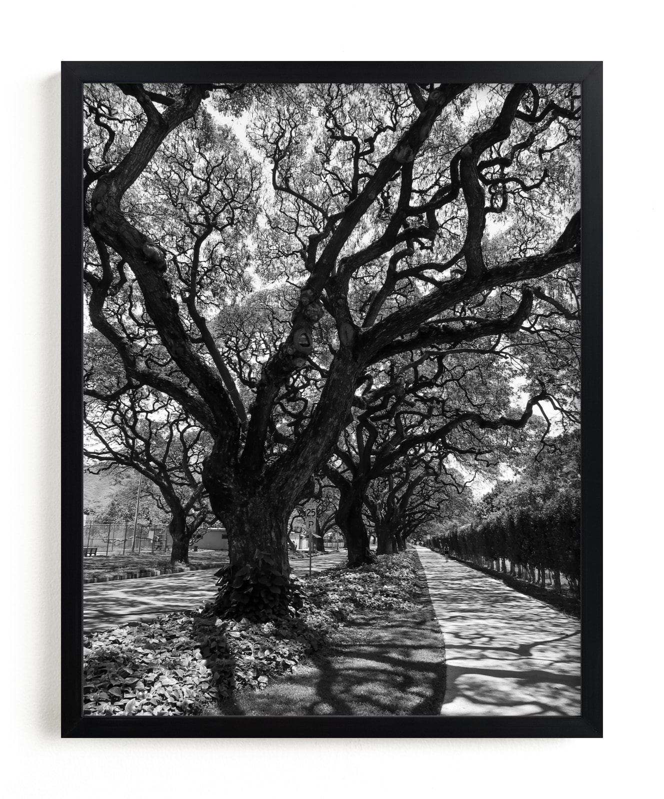"Curly Tree Alley in Oahu" by Rasa Puzinaite in beautiful frame options and a variety of sizes.
