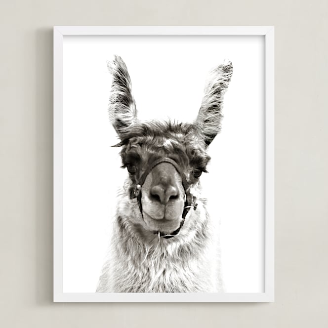 llama