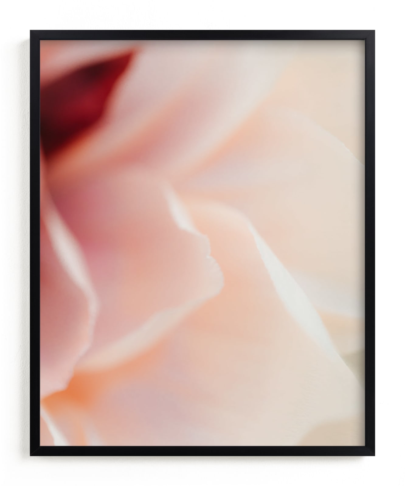 "Camelia bloom" by Lindsay Ferraris Photography in beautiful frame options and a variety of sizes.