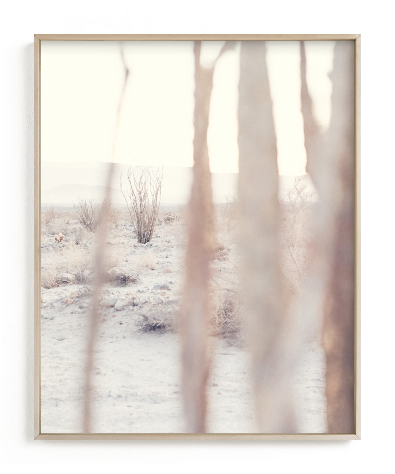 Ocotillo IV