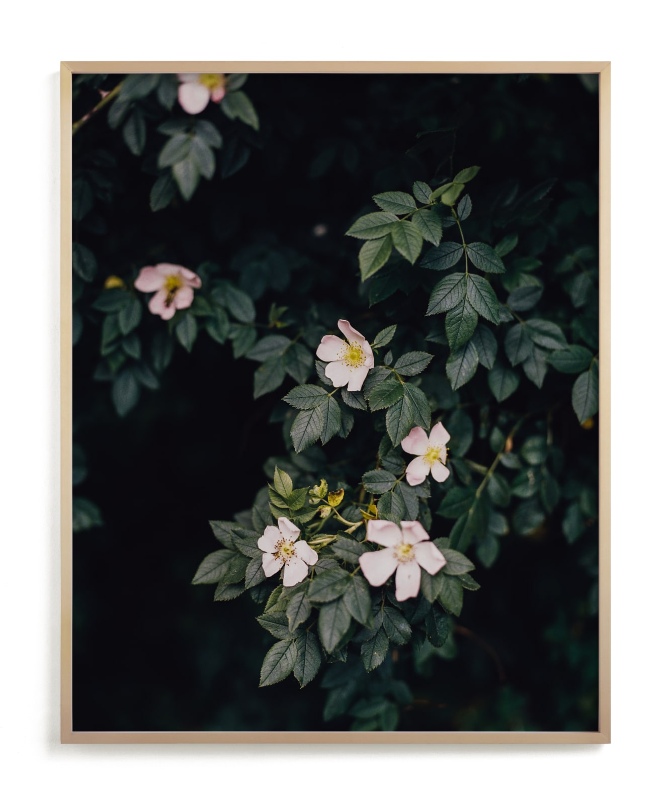 "Moody white roses" - Limited Edition Art Print by Hanke Arkenbout in beautiful frame options and a variety of sizes.