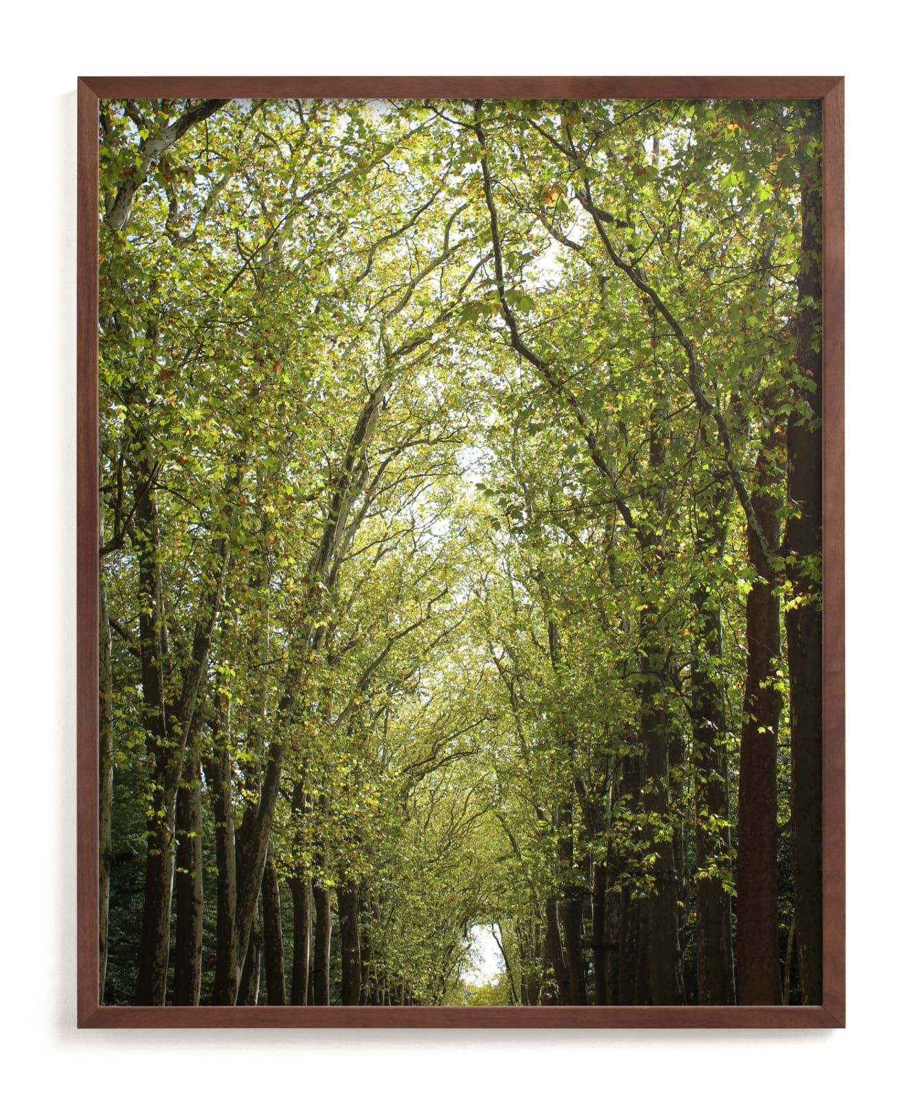 "Canopy of Trees" - Limited Edition Art Print by Eric Clegg in beautiful frame options and a variety of sizes.