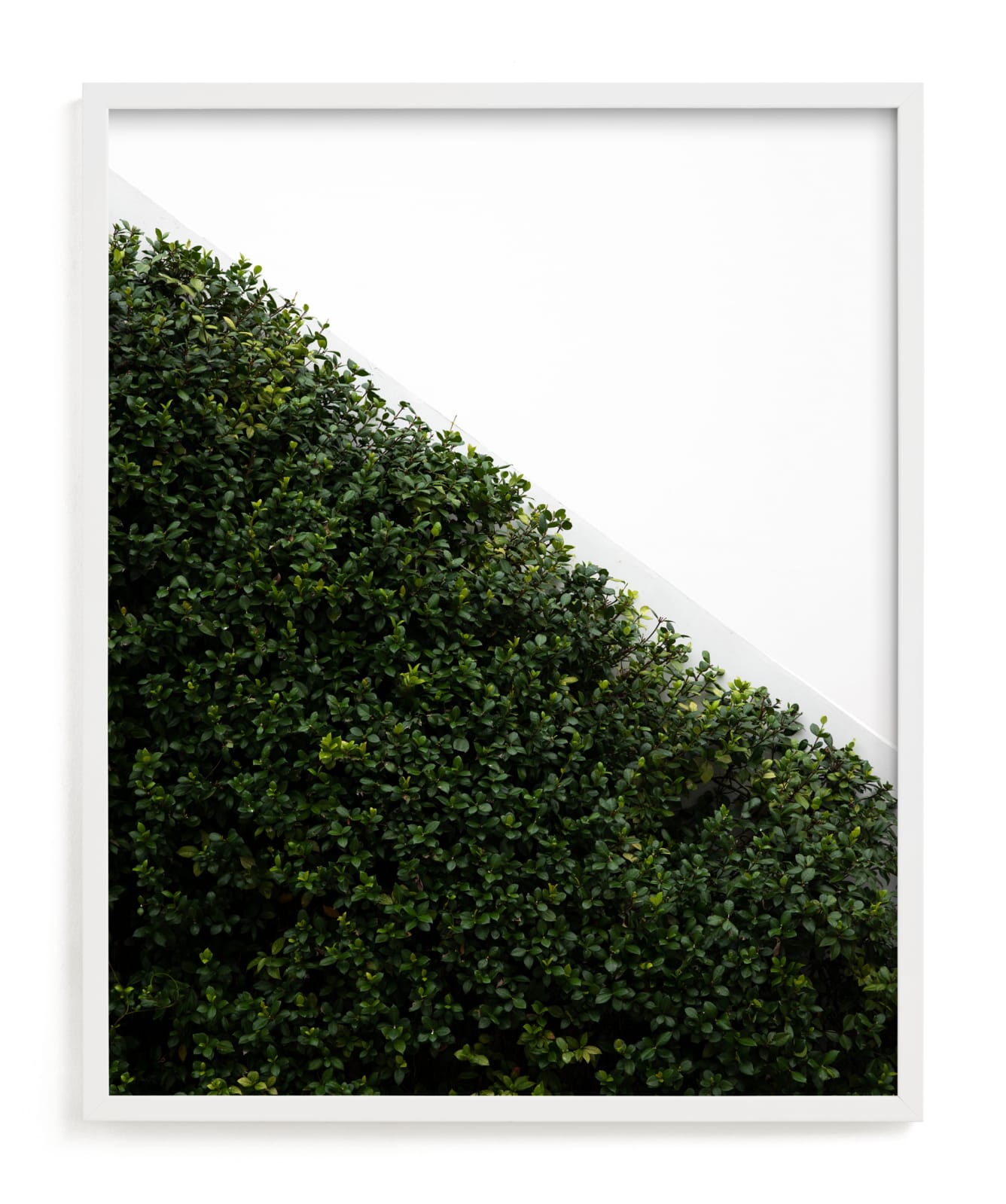 "verdant garden I" - Limited Edition Art Print by Sara Hicks Malone in beautiful frame options and a variety of sizes.