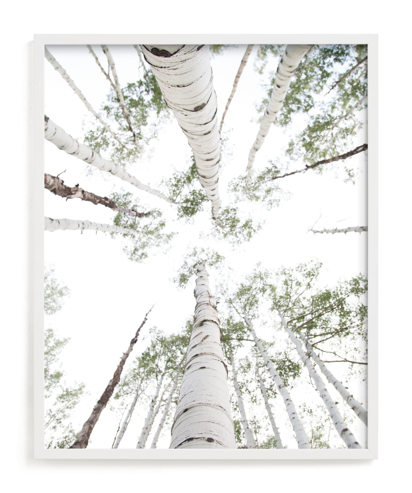 "Aspens at Altitude" - Limited Edition Art Print by Kaleb Nimz in beautiful frame options and a variety of sizes.