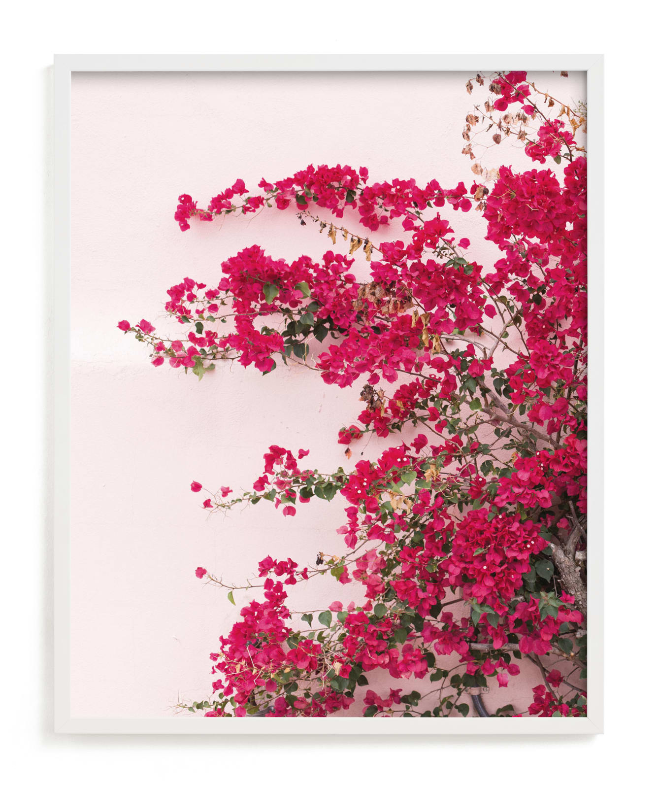 "Bright Bougainvillea" - Limited Edition Art Print by The One With Wanderlust in beautiful frame options and a variety of sizes.