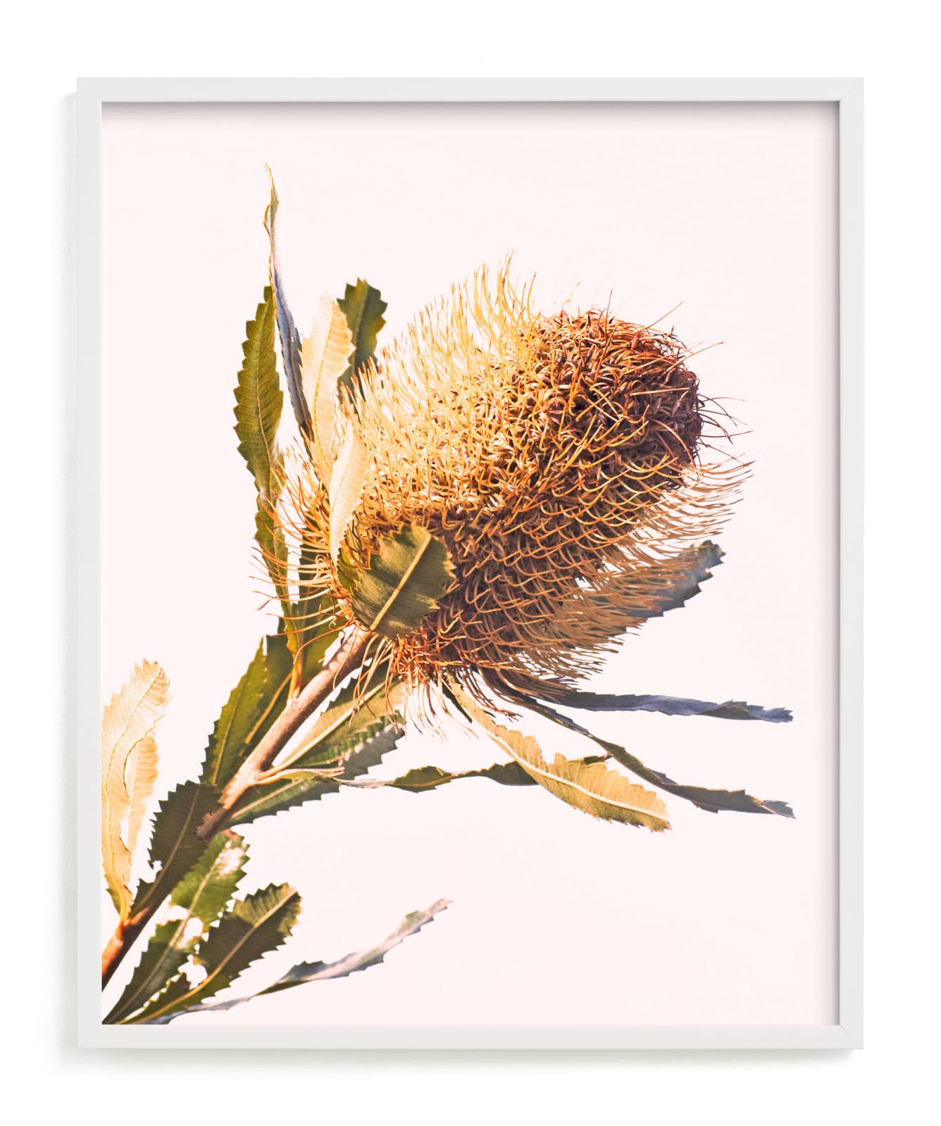 "banksia" by Angela Thompson in beautiful frame options and a variety of sizes.