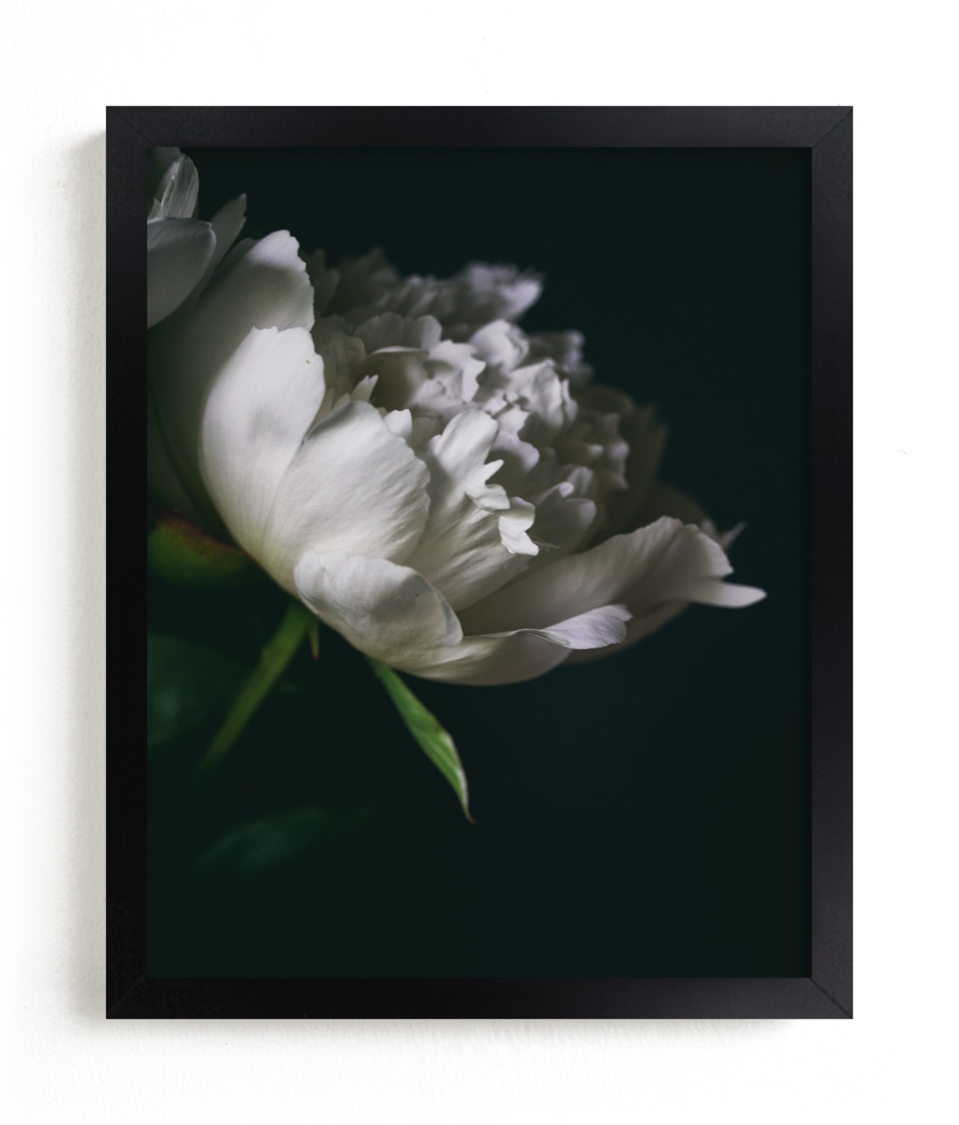 Single Vintage Peony