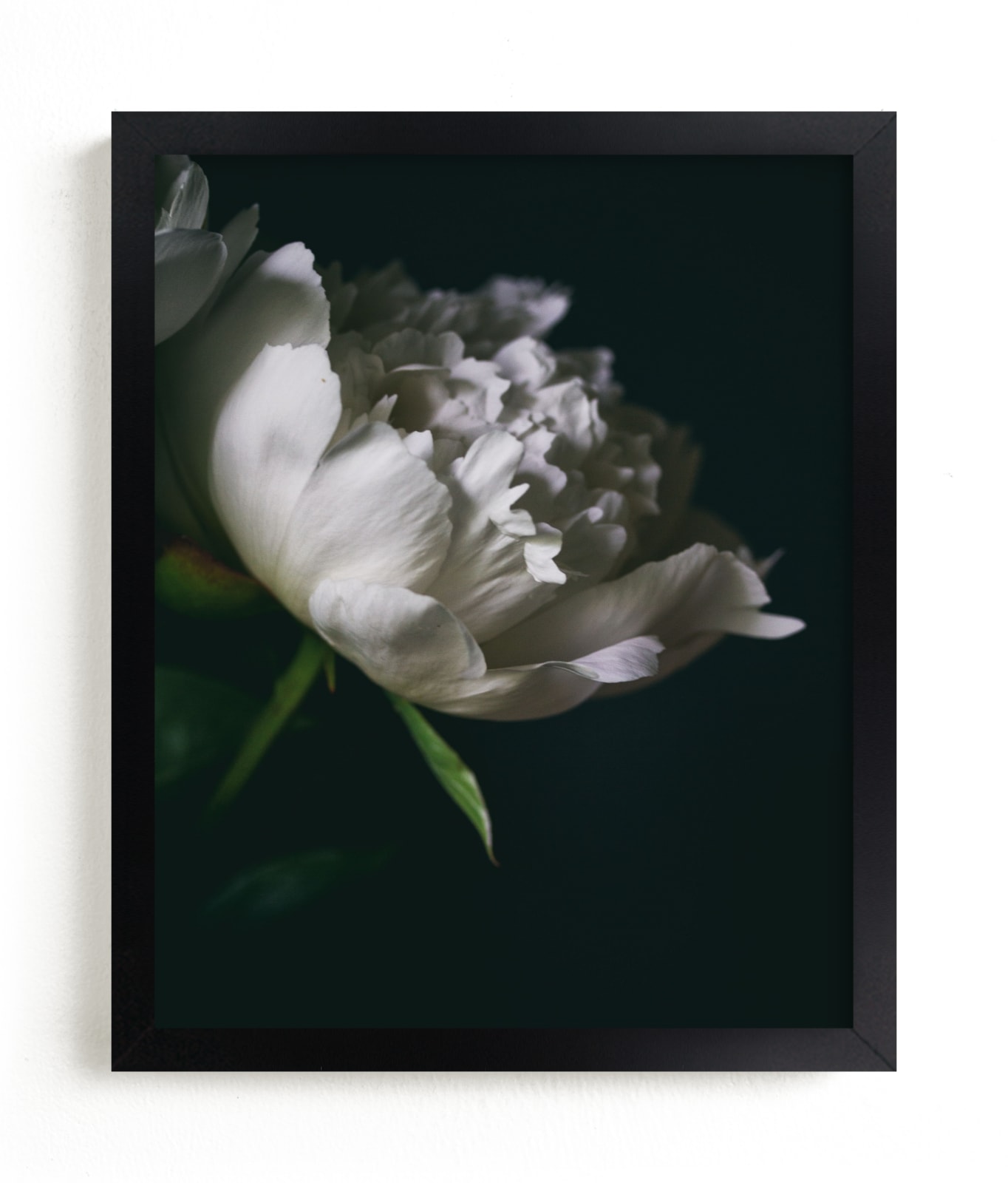 "Single Vintage Peony" by Alexis Arnold in beautiful frame options and a variety of sizes.