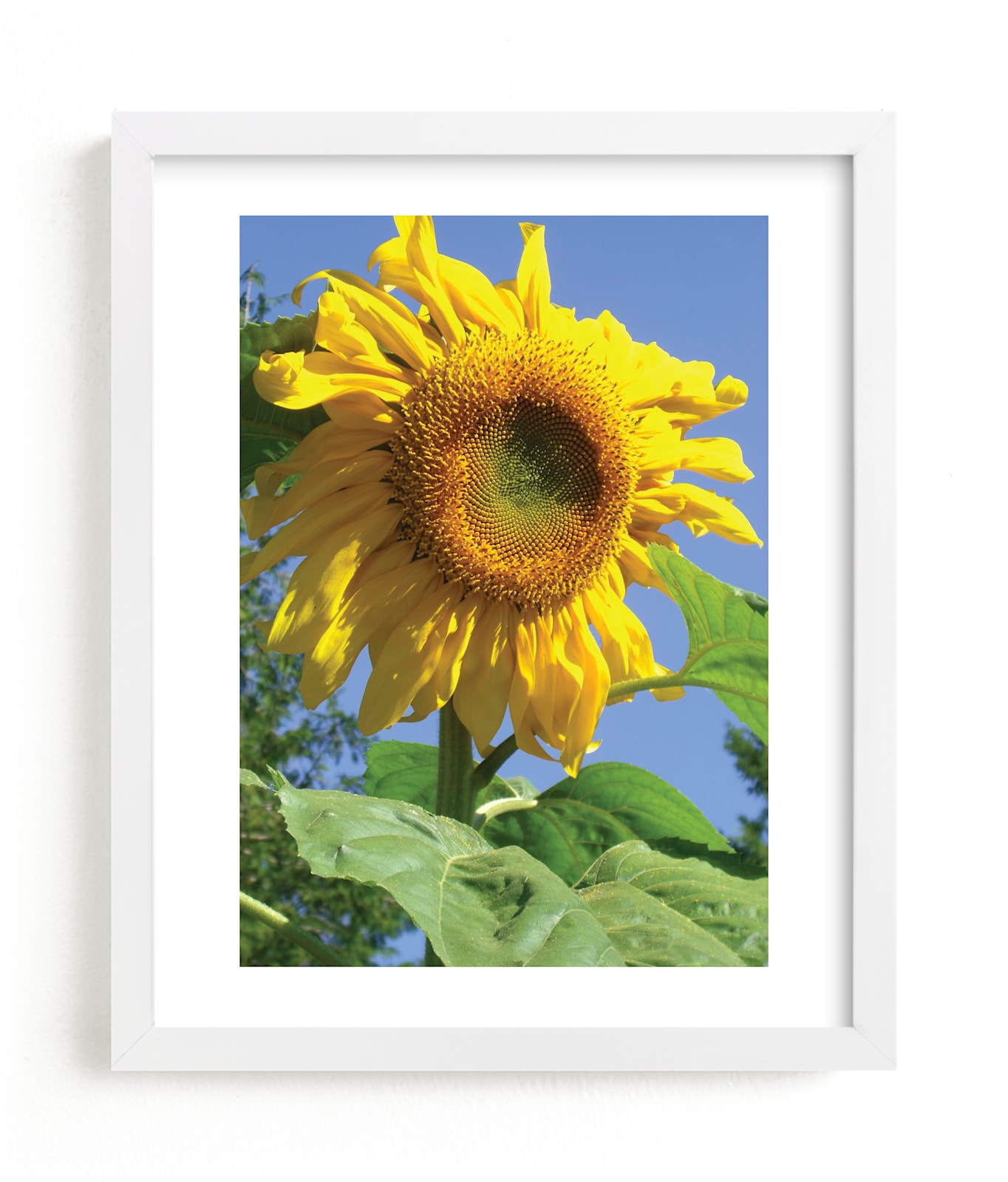 "Summer Sunflower" - Art Print by Jan Kessel in beautiful frame options and a variety of sizes.