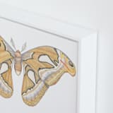 "Atlas Moth" - Art Print in soft orange by Natalie Groves - Frame Close-up