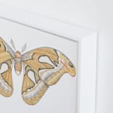 "Atlas Moth" - Art Print in soft orange by Natalie Groves - Frame Close-up