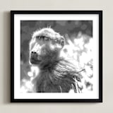 "mr BABOON" - Art Print in steely gray by Gail Schechter - Framed