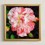 "The Beautiful Rose" - Art Print in Marble by NSMARK - Framed
