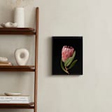 "Protea Dark Queen" - Art Print in Protea by Ilze Lucero - In a Room