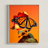 "Monarch Butterflies Sunset" - Art Print in Monarch Orange by Elena Kulikova - Framed