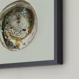 "Abalone Shell" - Art Print in Natural by Field and Sky - Frame Close-up