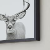 "Buck" - Art Print in Black and White by Stephanie Sherman - Frame Close-up