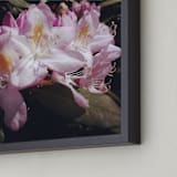 "Azalea Bloom" - Art Print in azalea pink by Margaret Hine - Frame Close-up