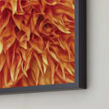"Dahlia Shag Look" - Art Print in Orange Shag by A MAZ Design - Frame Close-up