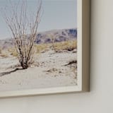 "Ocotillo" - Art Print in Desert Sky by Abby Laverick - Frame Close-up