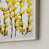 "Forsythia" - Art Print in yellow by Qing Ji - Frame Close-up