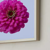 "Pink Zinnia" - Art Print in Pink by IGGI - Frame Close-up
