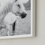 "Field Horse" - Art Print in Black and White by Natalie Uprichard - Frame Close-up