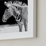"Zebra" - Art Print in Black and White by Stephanie Sherman - Frame Close-up