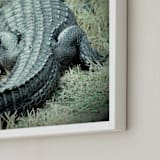 "Basking Florida Gator" - Art Print in Emerald Green by Kate Ross - Frame Close-up