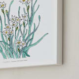 "Birth Flower - December -  Narcissus" - Art Print in with text by Qing Ji - Frame Close-up