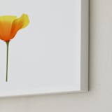 "California Poppy" - Art Print in Sparkling White by Corinne Aelbers - Frame Close-up