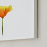"California Poppy" - Art Print in Sparkling White by Corinne Aelbers - Frame Close-up