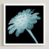 "x-ray floral" - Art Print in shadow black by Kate Cawood - Framed