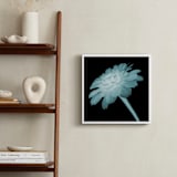 "x-ray floral" - Art Print in shadow black by Kate Cawood - In a Room