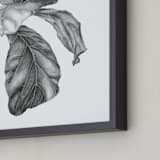 "Fiddle Leaf Fig Leaves" - Art Print in Graphite Grey by Melinda Frye - Frame Close-up