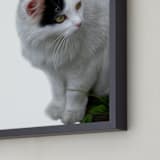 "Pretty Kitten" - Art Print in neutrals by Katrina Leandro - Frame Close-up