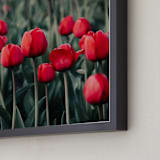 "Red Tulips" - Art Print in Red by Lucila Naves - Frame Close-up