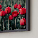 "Red Tulips" - Art Print in Red by Lucila Naves - Frame Close-up