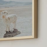 "Llama Chill" - Art Print in Cream Beige by Tai - Frame Close-up