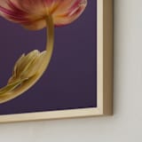 "Delicate Tulip" - Art Print in Purple Plum by Elena Kulikova - Frame Close-up