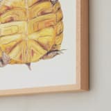 "The Admiral" - Art Print in Mustard Yellow by Brooke Bristow - Frame Close-up