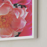 "Vintage Peonies" - Art Print in peachy pinks by HafnHafStudio - Frame Close-up