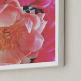"Vintage Peonies" - Art Print in peachy pinks by HafnHafStudio - Frame Close-up