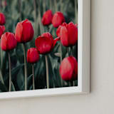 "Red Tulips" - Art Print in Red by Lucila Naves - Frame Close-up