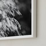 "Dancing grass II" - Art Print in Shadow by Magdalena Kucova - Frame Close-up